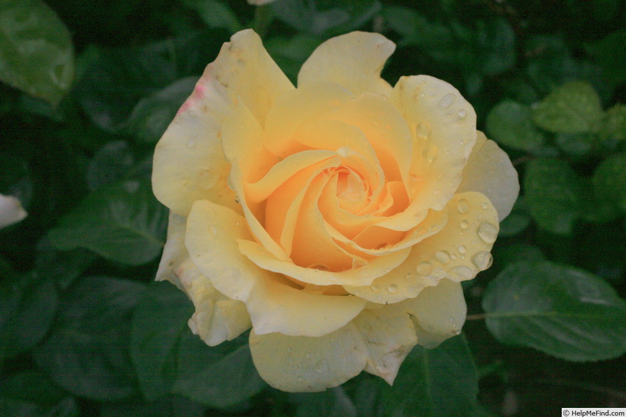 'Goldenes Zweibrücken' rose photo