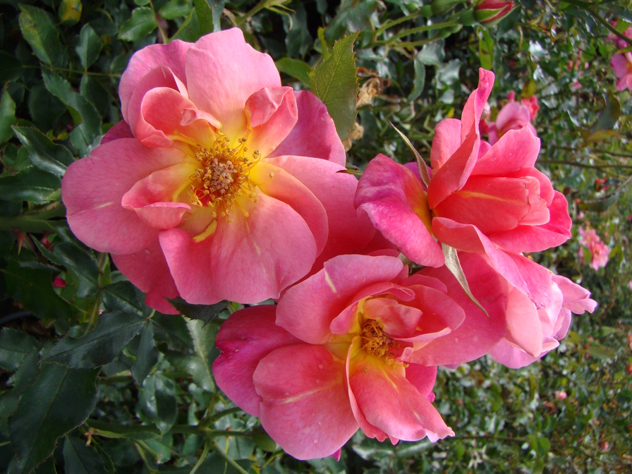 'Maisha' rose photo