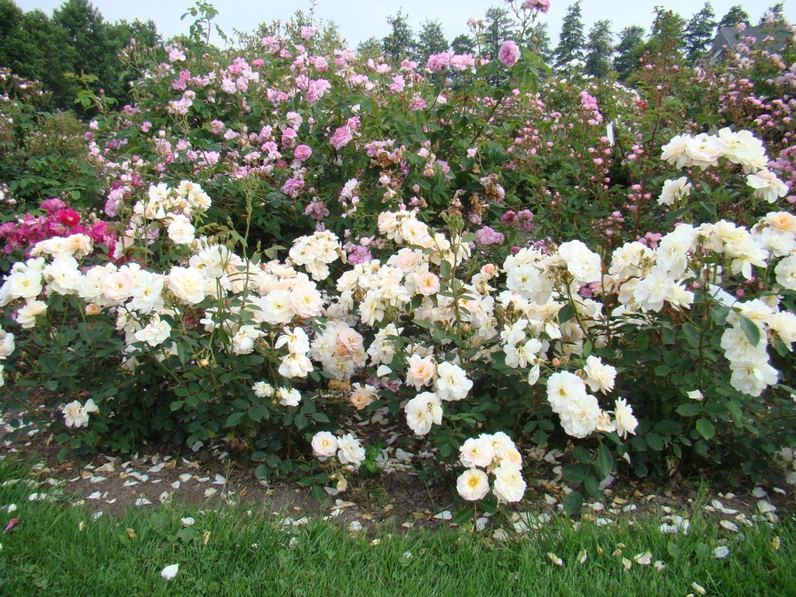 'Comtesse André d'Oultremont ®' rose, click to enlarge 'Comtesse André d'Oultremont ®' rose photo