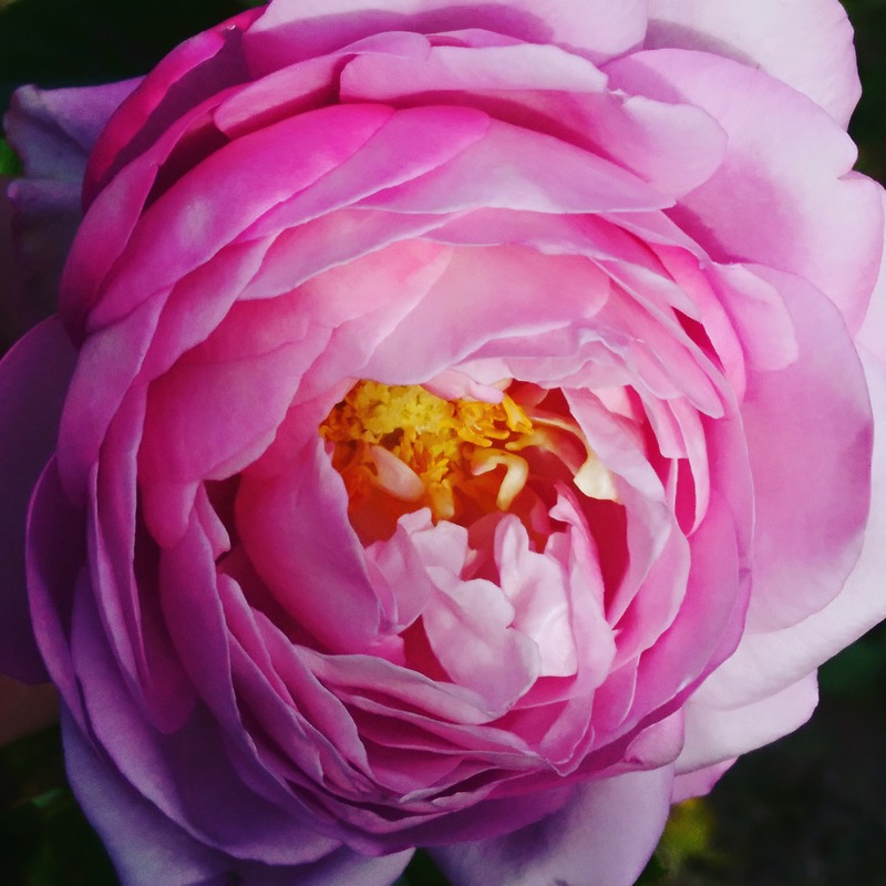 'Belle Parfume' rose photo