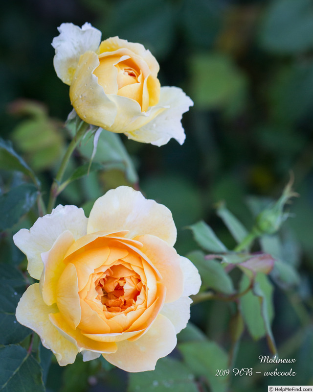 'Molineux' rose photo