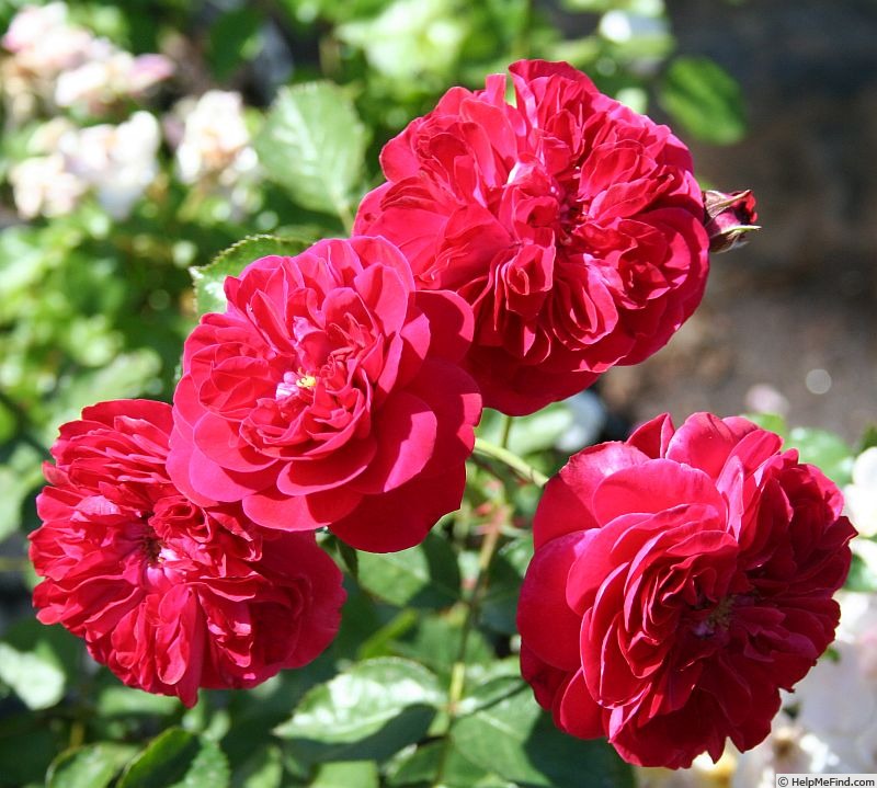 'Anna Rosina Blaschke' rose photo