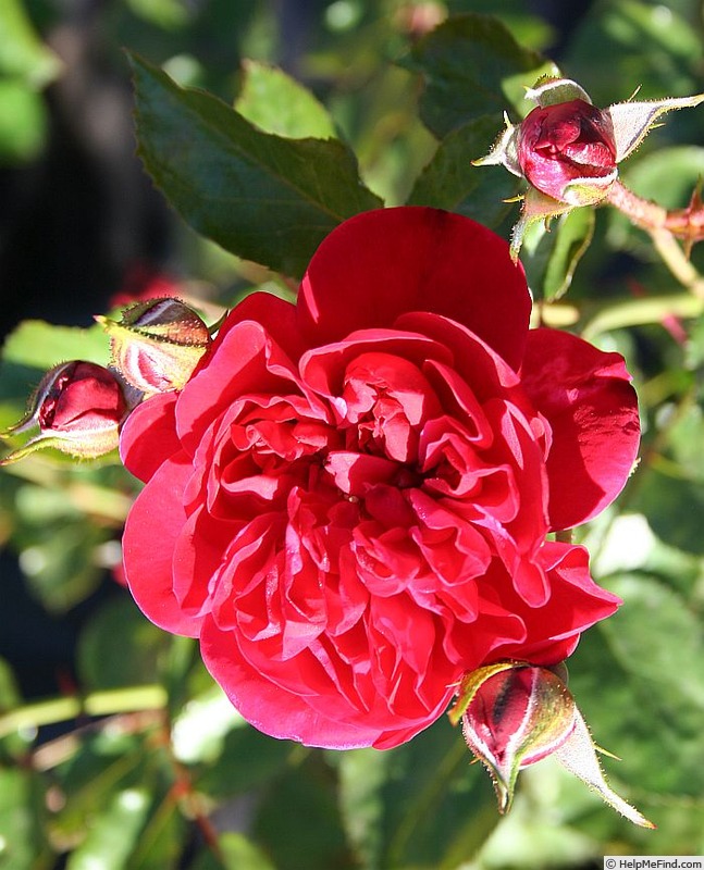 'Anna Rosina Blaschke' rose photo