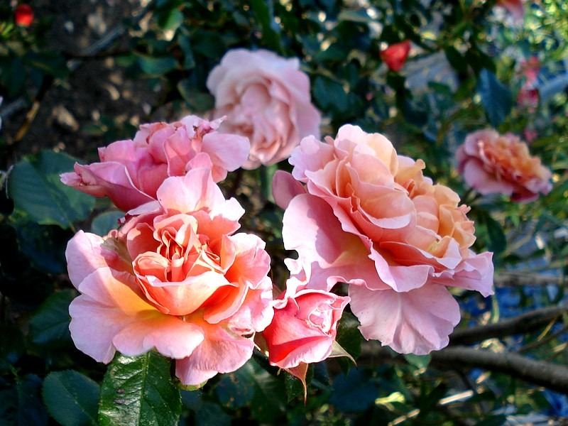 'Marie Curie ® (floribunda, Meilland 1997)' rose photo