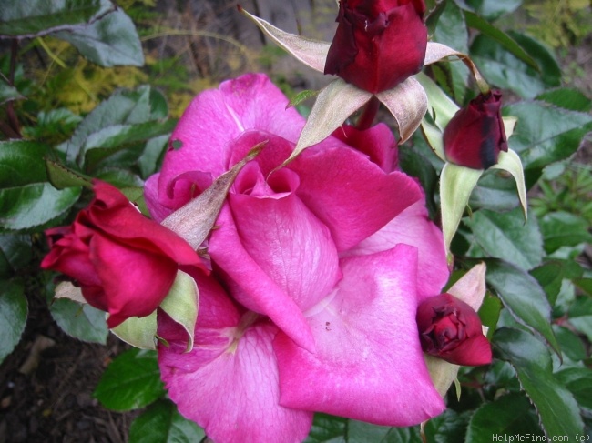 'Purple Passion ™' rose photo