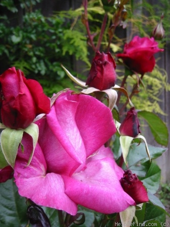 'Purple Passion ™' rose photo