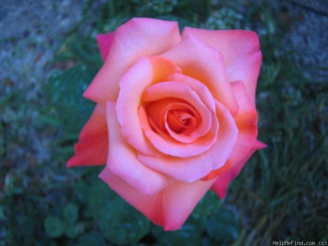 'Clarita' rose photo