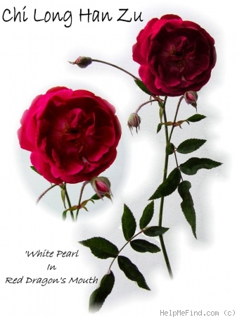 'White Pearl in Red Dragon's Mouth' rose photo