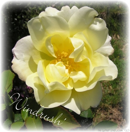 'Windrush' rose photo