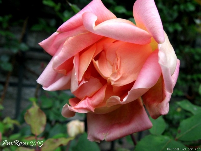 'Mademoiselle Blanche Martignat' rose photo