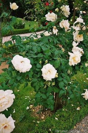 'Croix Blanche' rose photo
