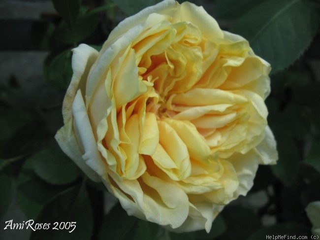 'Perle des Jardins, Cl.' rose photo