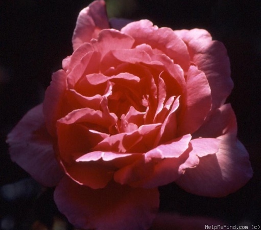 'Boudoir (shrub, Clements 1995)' rose photo