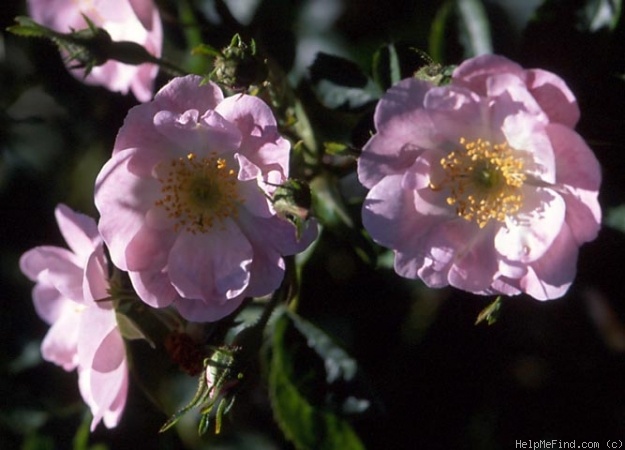 'Brenda (hybrid rubiginosa, Penzance 1894)' rose photo