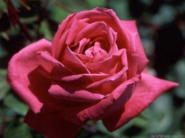 'Aromatic' rose photo