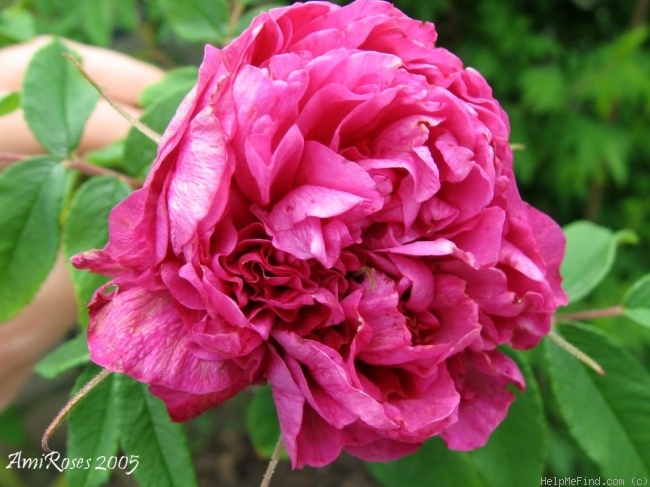 '<i>Rosa acicularis</i> x <i>Rosa rugosa</i>' rose photo