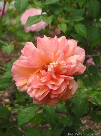 'Clementina Carbonieri (Tea, Lodi, 1913)' rose photo
