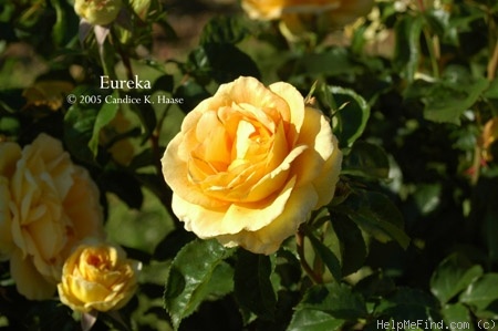 'Eureka ™ (floribunda, Kordes 2002)' rose photo