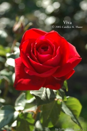 'Viva' rose photo