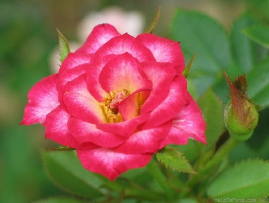 'Debut ™ (miniature, Meilland before 1987)' rose photo