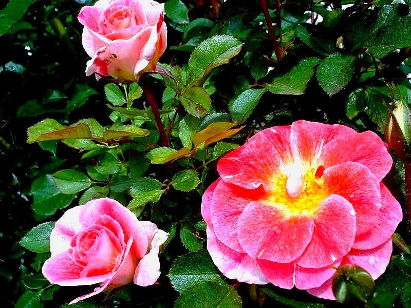 'Allée Abricot ®' rose photo