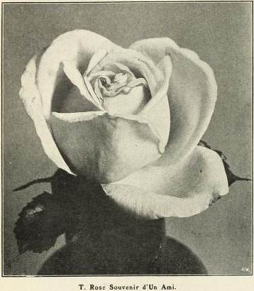 'Souvenir d'un Ami (tea, Bélot-Défougère, 1844)' rose photo