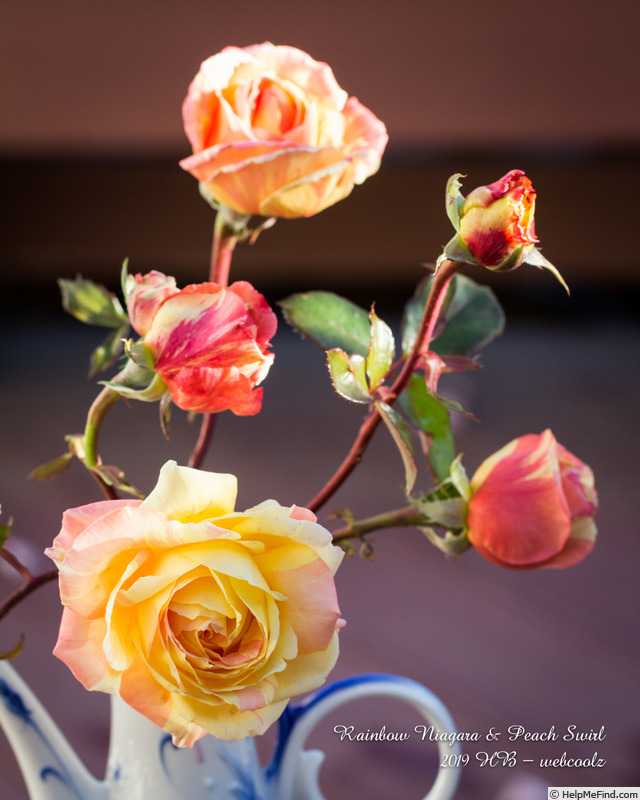 'Rainbow Niagara' rose photo