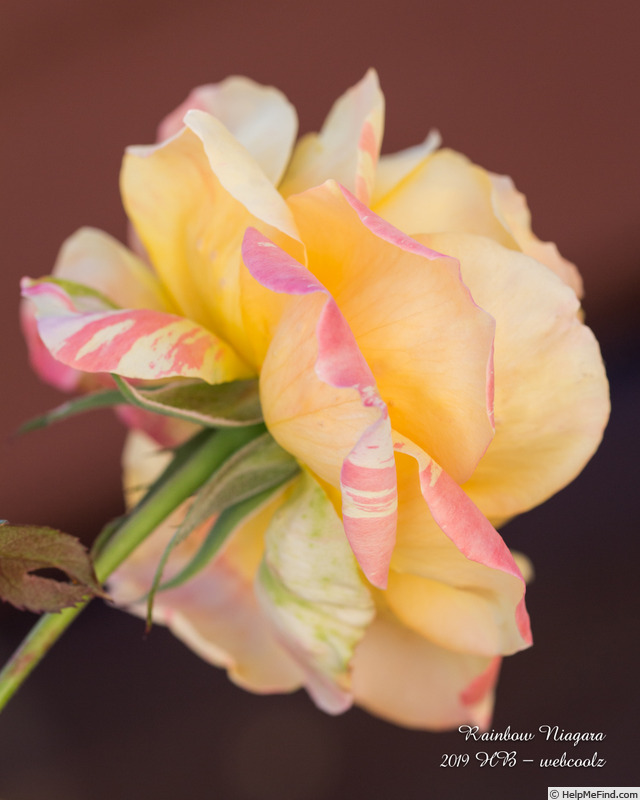 'Rainbow Niagara' rose photo
