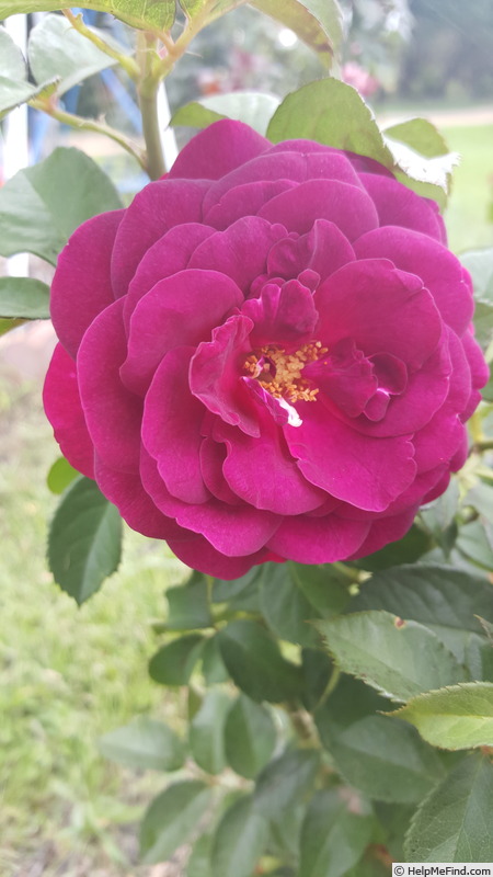 'Celestial Night ™' rose photo