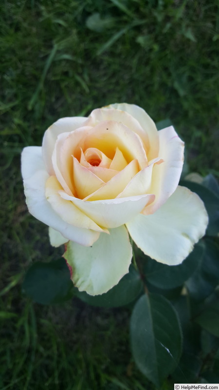 'Glowing™ (hybrid tea, Olesen 1993)' rose photo