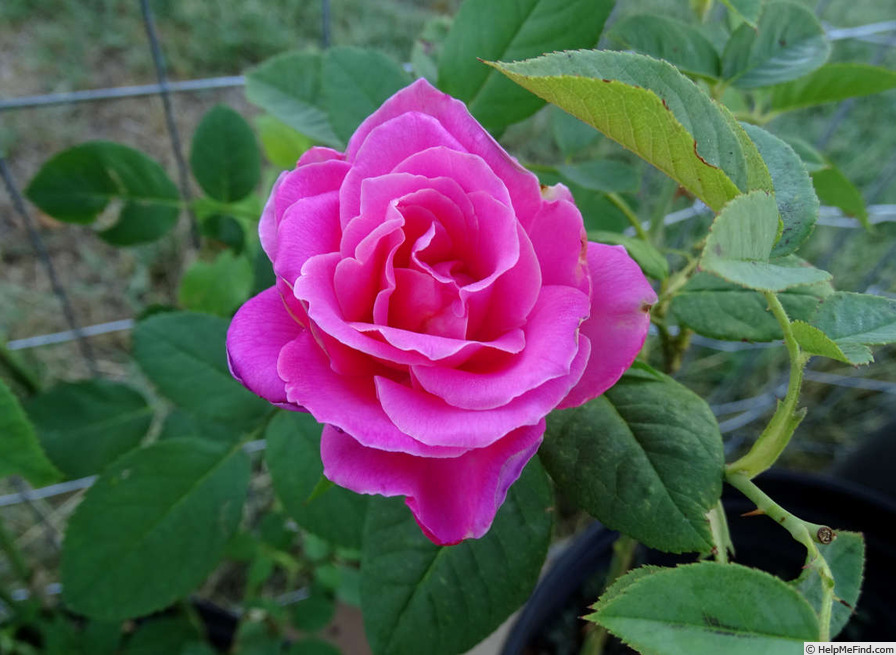 'Jacaranda' rose photo