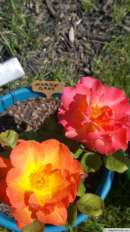 'Mardi Gras ™ (floribunda, Zary 2007)' rose photo