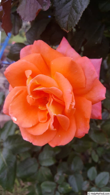 'Octoberfest ™' rose photo