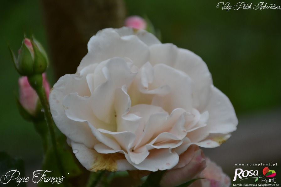 'Pape François ®' rose photo