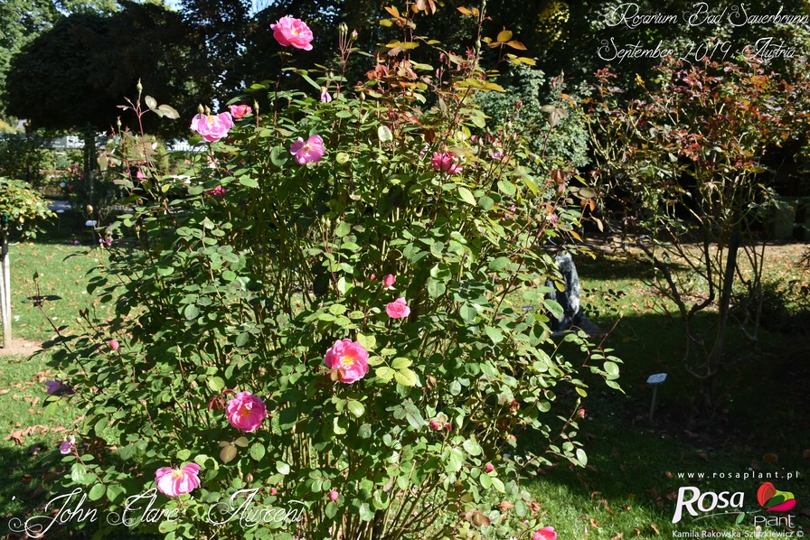 'John Clare ®' rose photo