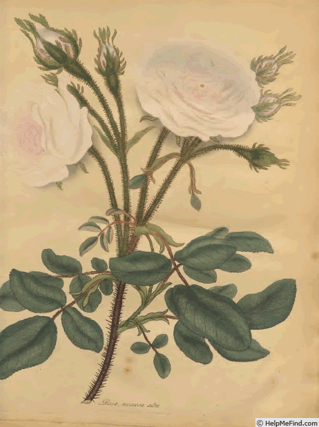 '<i>Rosa muscosa</i> staxon <i>alba</i> hort. ex Andrews' rose photo