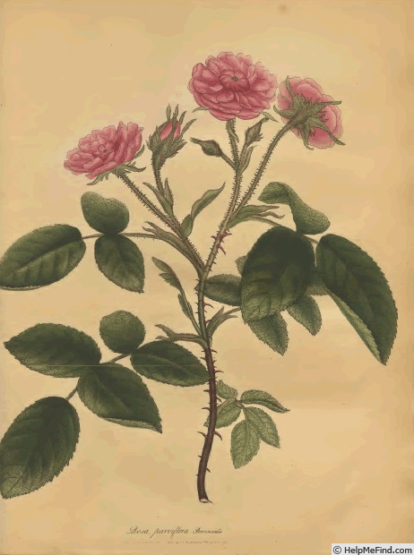 'Blandford rose' rose photo