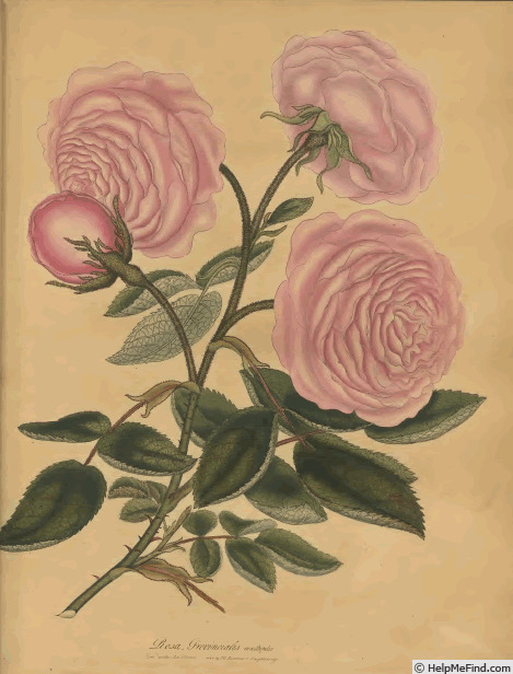 'Cabbage Provence' rose photo