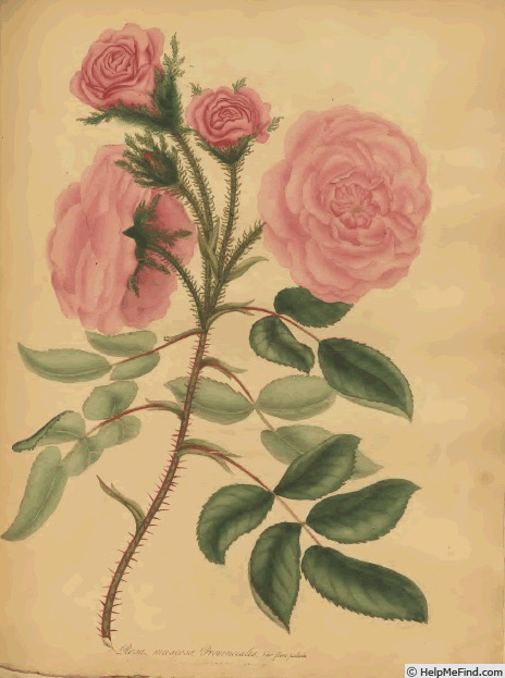 '<i>Rosa muscosa provincialis</i> var. <i>flore pallido</i> Andr.' rose photo