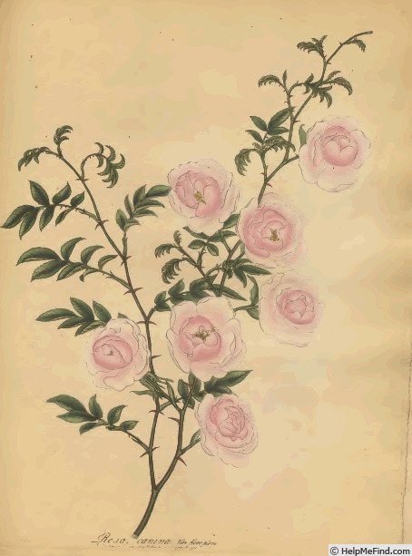 '<i>Rosa canina flore pleno</i>' rose photo