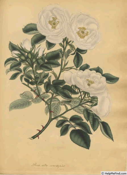 '<i>R. alba semi-plena</i>' rose photo
