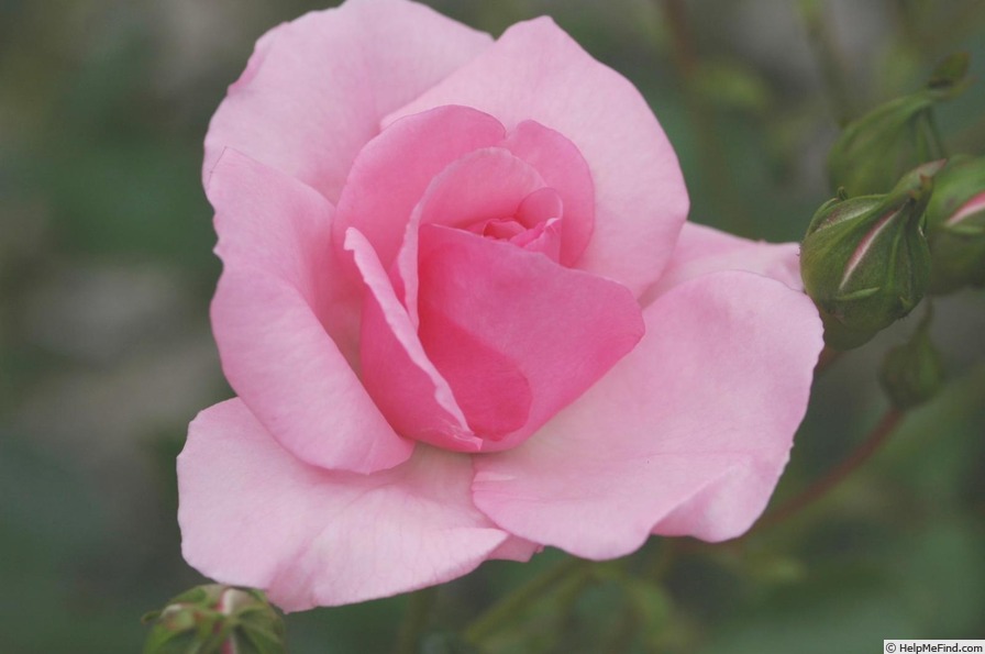 'Dolcezza (shrub, Barni, 1986)' rose photo