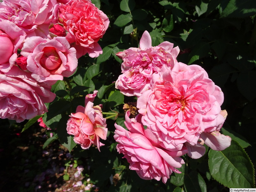'Dolcezza ® (floribunda, Barni, 2008)' rose photo