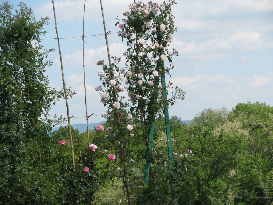 'Dolcezza (shrub, Barni, 1986)' rose photo