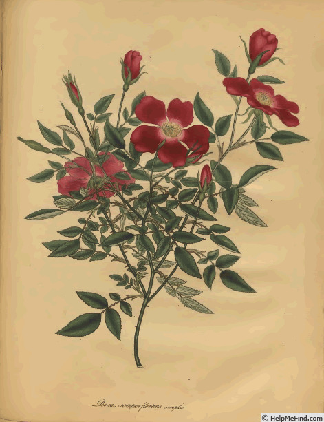 '<i>Rosa semperflorens simplex</i> Andr.' rose photo