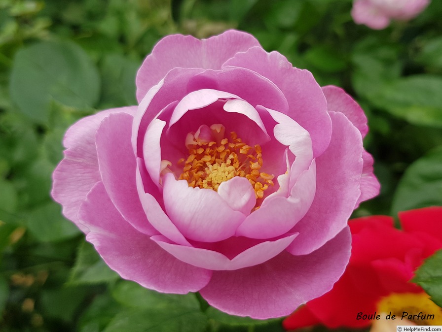 'Boule de Parfum' rose photo