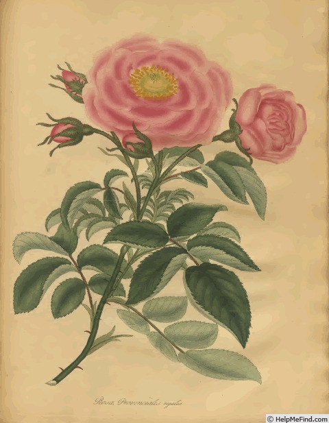'Queen's Provins' rose photo