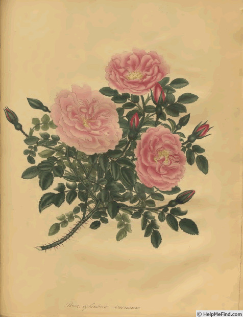 '<i>Rosa eglanteria Americana</i> Andr.' rose photo