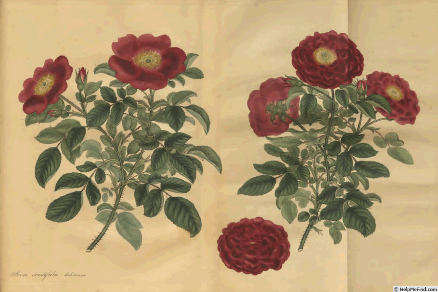 '<i>Rosa centifolia</i> var. <i>holosericea plena</i>' rose photo