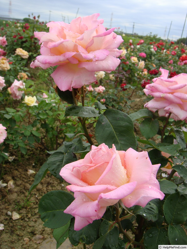 'Confidence (hybrid tea, Meilland, 1950)' rose photo